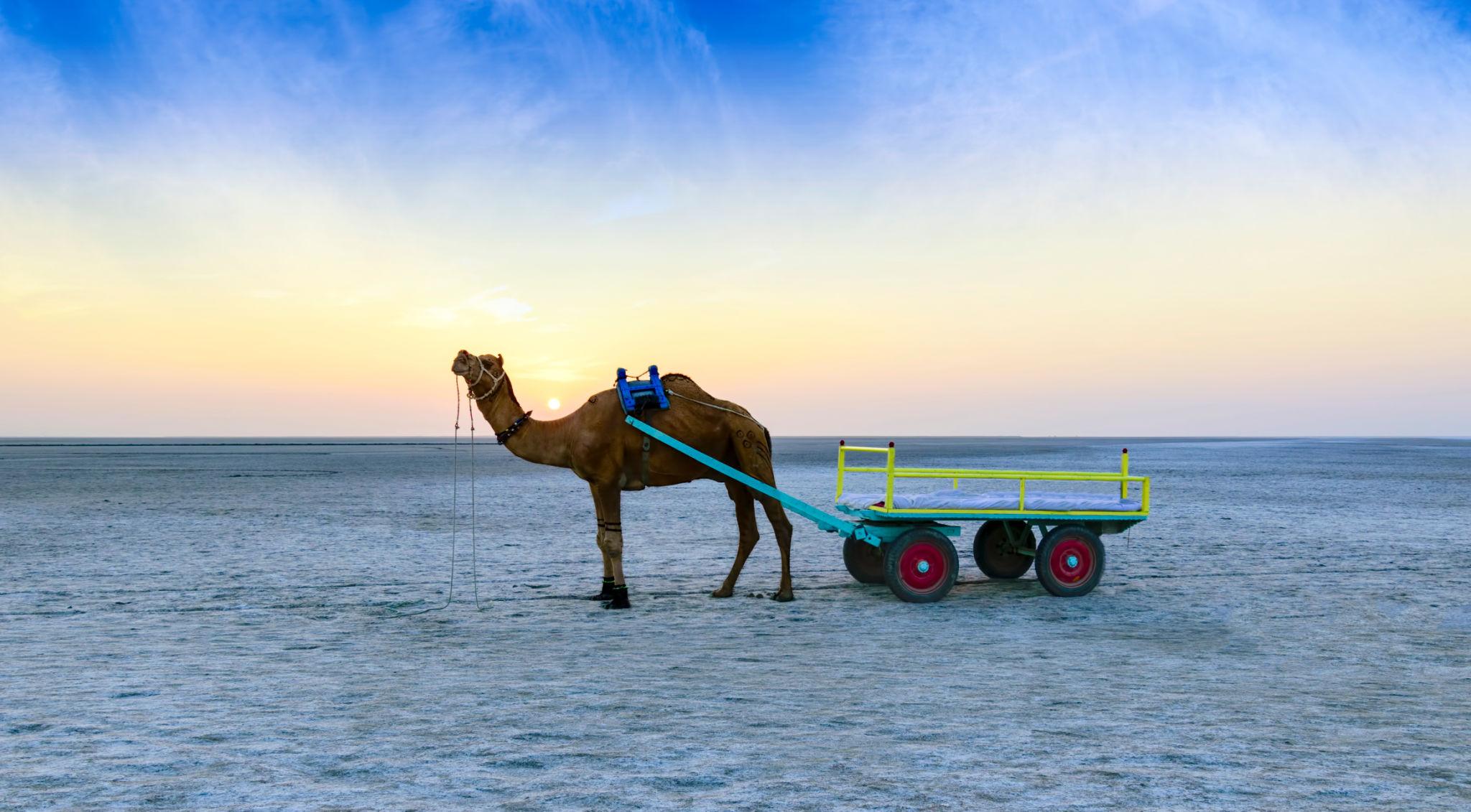 Rann Utsav – Experience the White Desert Festival of Gujarat